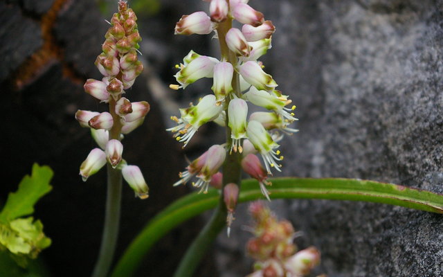 Grootbos endemic, Lachenalia lutzeyerii